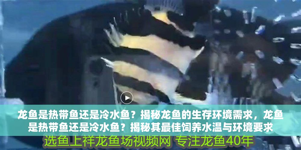 龍魚是熱帶魚還是冷水魚？揭秘龍魚的生存環(huán)境需求，龍魚是熱帶魚還是冷水魚？揭秘其最佳飼養(yǎng)水溫與環(huán)境要求