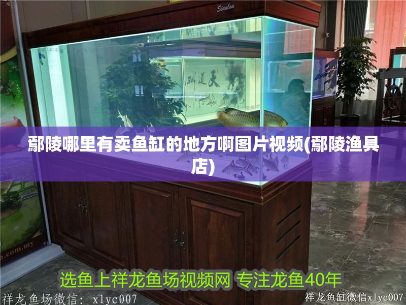 鄢陵哪里有賣魚缸的地方啊圖片視頻(鄢陵漁具店)