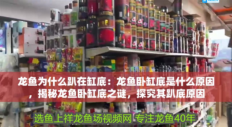 龍魚為什么趴在缸底：龍魚臥缸底是什么原因，揭秘龍魚臥缸底之謎，探究其趴底原因