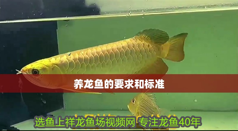 養龍魚的要求和標準