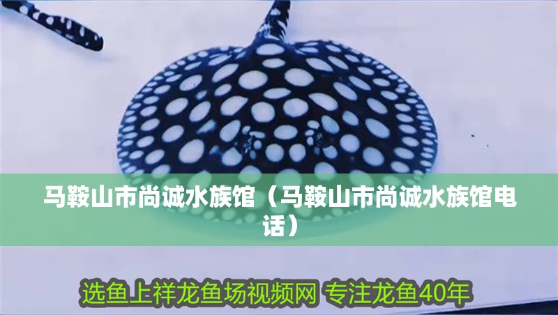 馬鞍山市尚誠水族館(馬鞍山市尚誠水族館電話) 全國水族館企業名錄 第2張 馬鞍山市尚誠水族館(馬鞍山市尚誠水族館電話) 馬鞍山市尚誠水族館(馬鞍山市尚誠水族館電話) 全國水族館企業名錄 第2張