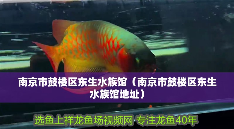 南京市鼓樓區東生水族館（南京市鼓樓區東生水族館地址）