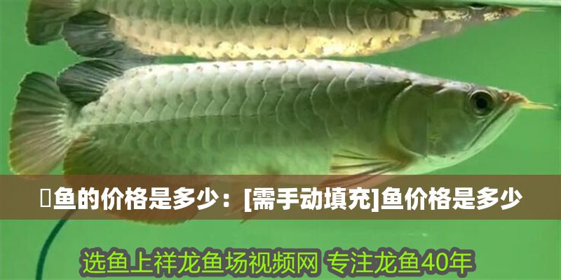 魟魚的價格是多少：[需手動填充]魚價格是多少