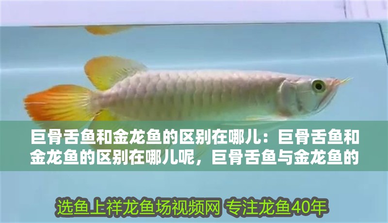 巨骨舌魚和金龍魚的區別在哪兒：巨骨舌魚和金龍魚的區別在哪兒呢，巨骨舌魚與金龍魚的區別