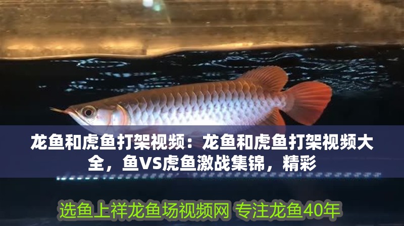 龍魚和虎魚打架視頻：龍魚和虎魚打架視頻大全，魚VS虎魚激戰集錦，精彩