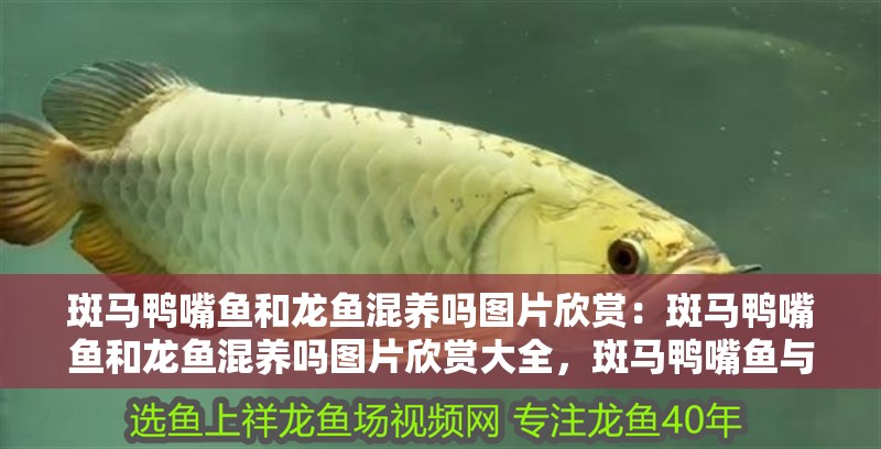 斑馬鴨嘴魚和龍魚混養(yǎng)嗎圖片欣賞：斑馬鴨嘴魚和龍魚混養(yǎng)嗎圖片欣賞大全，斑馬鴨嘴魚與龍魚混養(yǎng)視覺盛宴，高清圖片