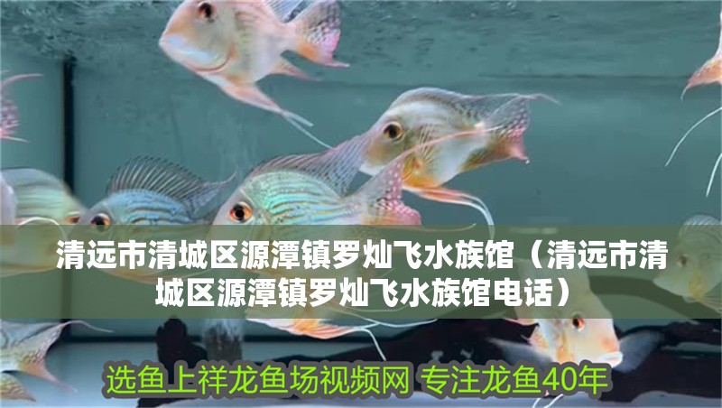 清遠市清城區源潭鎮羅燦飛水族館（清遠市清城區源潭鎮羅燦飛水族館電話） 清遠市清城區源潭鎮羅燦飛水族館（清遠市清城區源潭鎮羅燦飛水族館電話） 全國水族館企業名錄 第2張