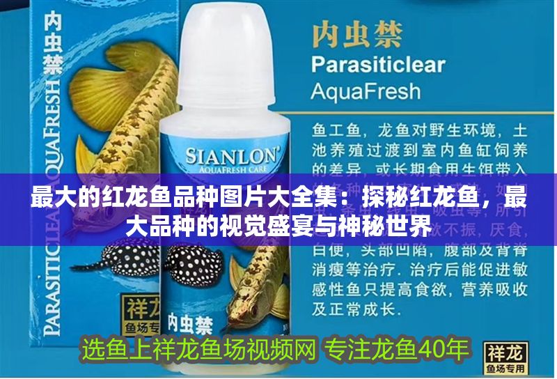 最大的紅龍魚品種圖片大全集:探秘紅龍魚,最大品種的視覺盛宴與神秘世界 龍魚百科 第1張 最大的紅龍魚品種圖片大全集:探秘紅龍魚,最大品種的視覺盛宴與神秘世界 最大的紅龍魚品種圖片大全集:探秘紅龍魚,最大品種的視覺盛宴與神秘世界 龍魚百科 第1張