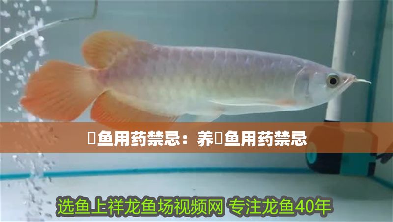 魟魚用藥禁忌：養(yǎng)魟魚用藥禁忌