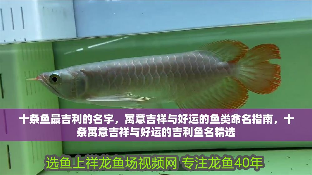 十條魚最吉利的名字，寓意吉祥與好運的魚類命名指南，十條寓意吉祥與好運的吉利魚名精選