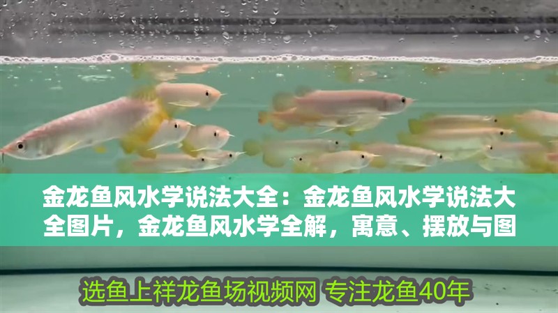 金龍魚風(fēng)水學(xué)說法大全：金龍魚風(fēng)水學(xué)說法大全圖片，金龍魚風(fēng)水學(xué)全解，寓意、擺放與圖片指南