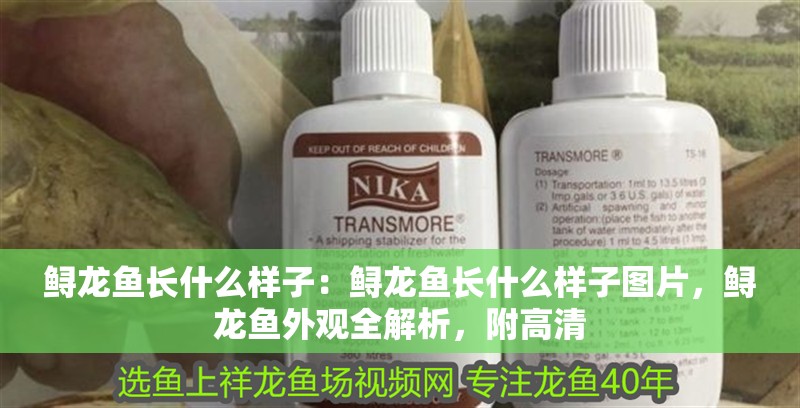 鱘龍魚長什么樣子：鱘龍魚長什么樣子圖片，鱘龍魚外觀全解析，附高清