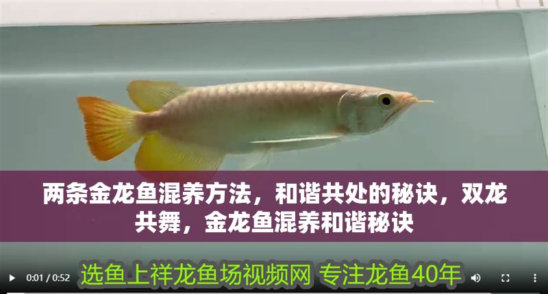 兩條金龍魚混養(yǎng)方法，和諧共處的秘訣，雙龍共舞，金龍魚混養(yǎng)和諧秘訣
