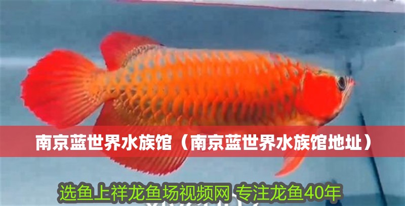 南京藍(lán)世界水族館（南京藍(lán)世界水族館地址）