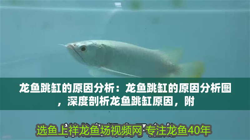 龍魚(yú)跳缸的原因分析：龍魚(yú)跳缸的原因分析圖，深度剖析龍魚(yú)跳缸原因，附