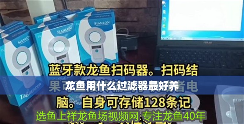 龍魚用什么過濾器最好養(yǎng)
