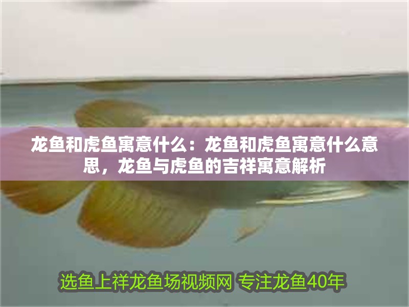 龍魚和虎魚寓意什么：龍魚和虎魚寓意什么意思，龍魚與虎魚的吉祥寓意解析