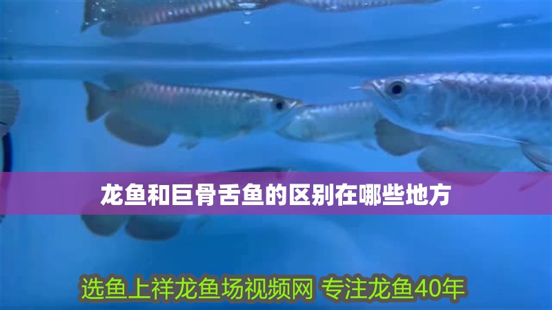龍魚和巨骨舌魚的區別在哪些地方