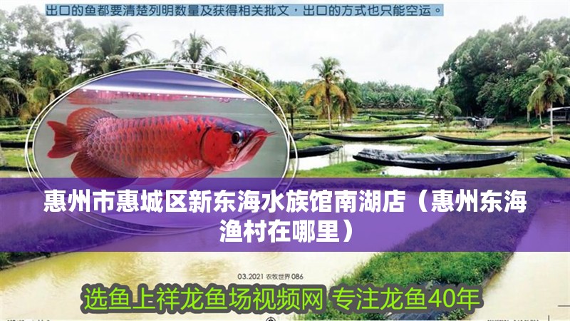 惠州市惠城區新東海水族館南湖店（惠州東海漁村在哪里）