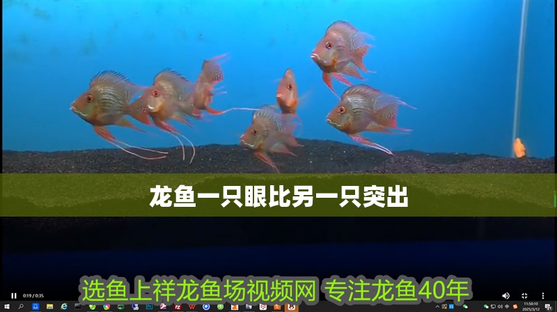 龍魚一只眼比另一只突出