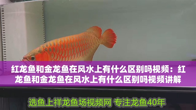 紅龍魚和金龍魚在風水上有什么區別嗎視頻：紅龍魚和金龍魚在風水上有什么區別嗎視頻講解，紅龍魚與金龍魚風水差異