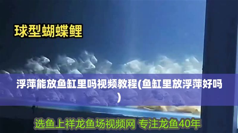 浮萍能放魚缸里嗎視頻教程(魚缸里放浮萍好嗎)