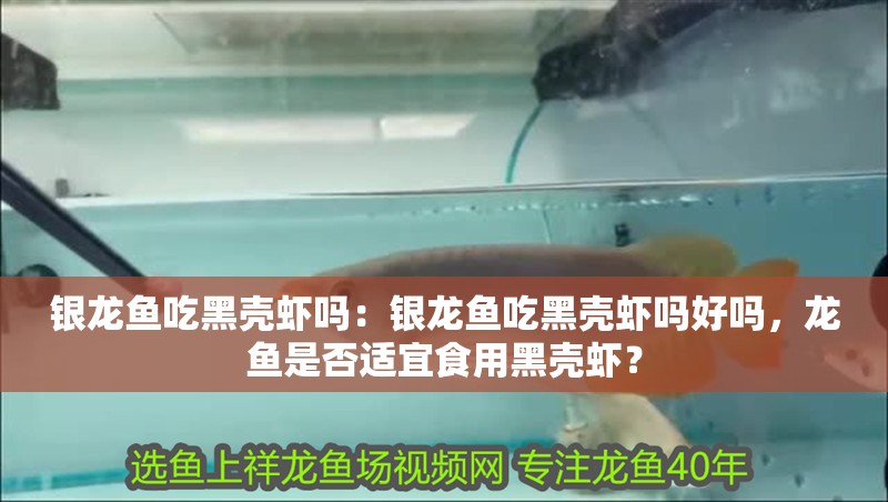 銀龍魚吃黑殼蝦嗎：銀龍魚吃黑殼蝦嗎好嗎，龍魚是否適宜食用黑殼蝦？