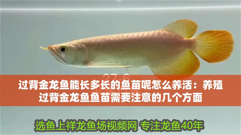 過背金龍魚能長多長的魚苗呢怎么養(yǎng)活：養(yǎng)殖過背金龍魚魚苗需要注意的幾個方面