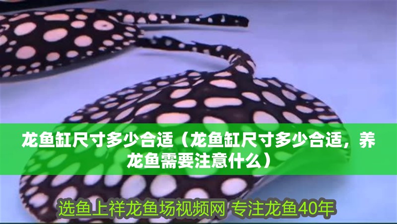 龍魚缸尺寸多少合適（龍魚缸尺寸多少合適，養龍魚需要注意什么）