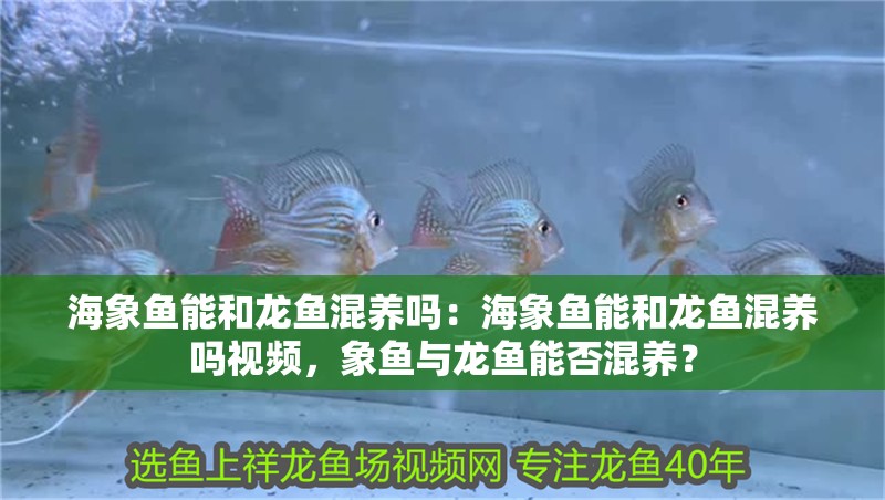海象魚能和龍魚混養(yǎng)嗎：海象魚能和龍魚混養(yǎng)嗎視頻，象魚與龍魚能否混養(yǎng)？