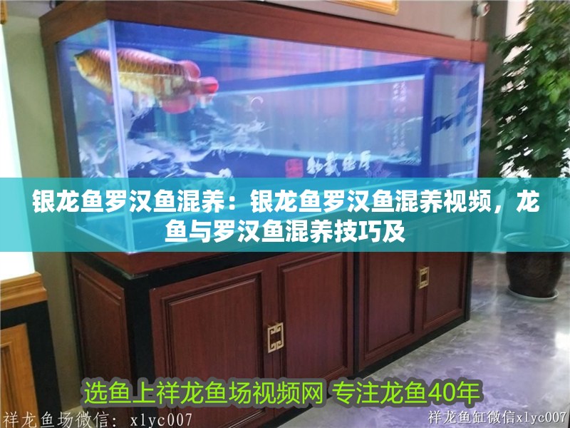 銀龍魚羅漢魚混養：銀龍魚羅漢魚混養視頻，龍魚與羅漢魚混養技巧及