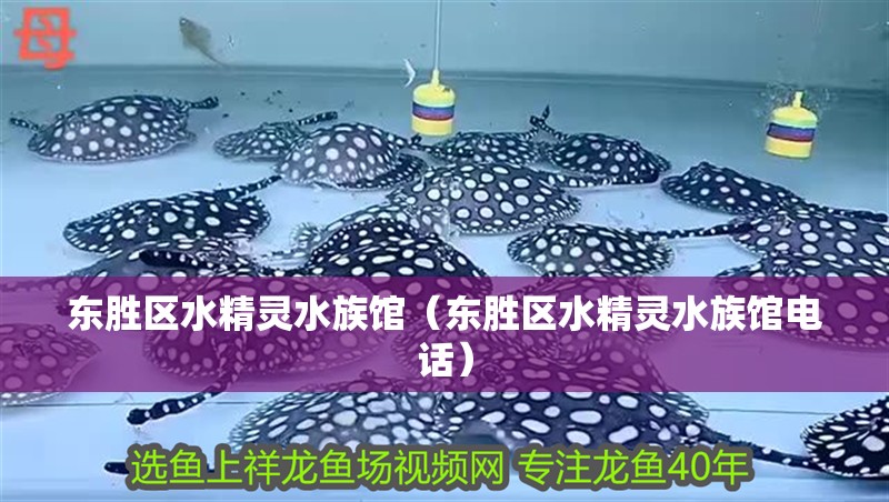 東勝區水精靈水族館（東勝區水精靈水族館電話） 東勝區水精靈水族館（東勝區水精靈水族館電話） 全國水族館企業名錄 第2張