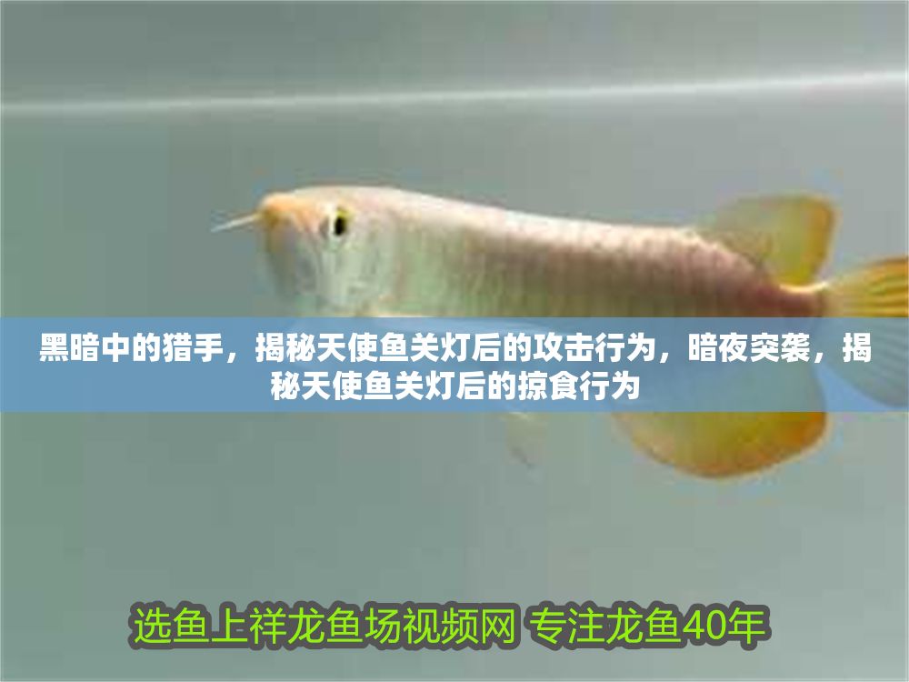 黑暗中的獵手，揭秘天使魚關燈后的攻擊行為，暗夜突襲，揭秘天使魚關燈后的掠食行為