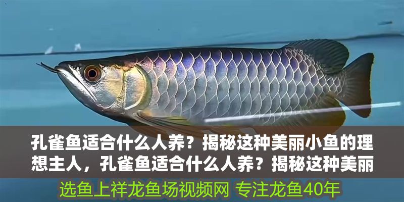 孔雀魚適合什么人養?揭秘這種美麗小魚的理想主人,孔雀魚適合什么人養?揭秘這種美麗小魚的理想主人 龍魚常見疾病 第1張 孔雀魚適合什么人養?揭秘這種美麗小魚的理想主人,孔雀魚適合什么人養?揭秘這種美麗小魚的理想主人 孔雀魚適合什么人養?揭秘這種美麗小魚的理想主人,孔雀魚適合什么人養?揭秘這種美麗小魚的理想主人 龍魚常見疾病 第1張