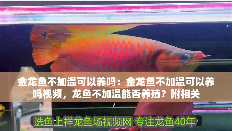 金龍魚不加溫可以養嗎：金龍魚不加溫可以養嗎視頻，龍魚不加溫能否養殖？附相關