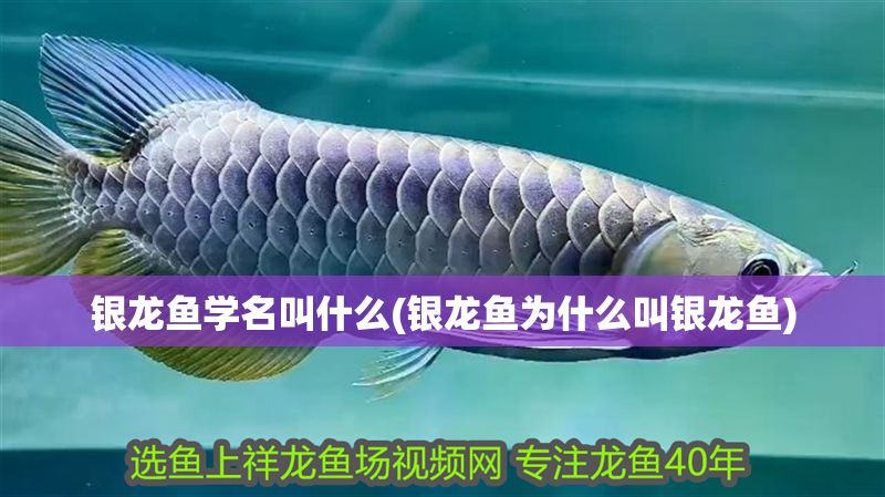 銀龍魚學(xué)名叫什么(銀龍魚為什么叫銀龍魚)