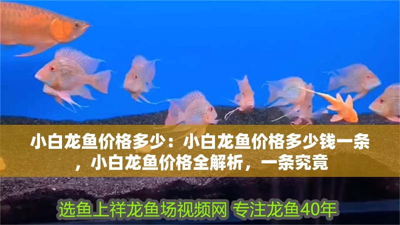 小白龍魚價格多少：小白龍魚價格多少錢一條，小白龍魚價格全解析，一條究竟