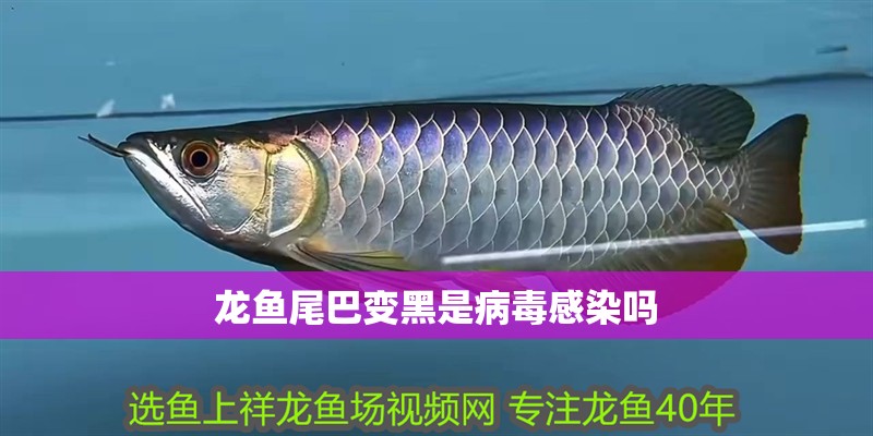 龍魚尾巴變黑是病毒感染嗎