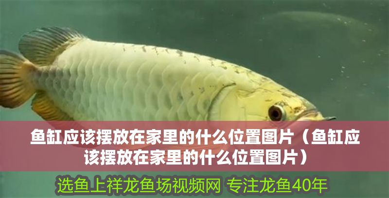 魚缸應該擺放在家里的什么位置圖片（魚缸應該擺放在家里的什么位置圖片）