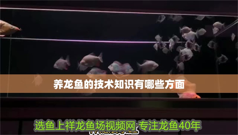 養(yǎng)龍魚的技術(shù)知識有哪些方面