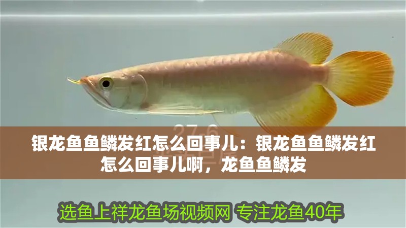 銀龍魚魚鱗發紅怎么回事兒：銀龍魚魚鱗發紅怎么回事兒啊，龍魚魚鱗發