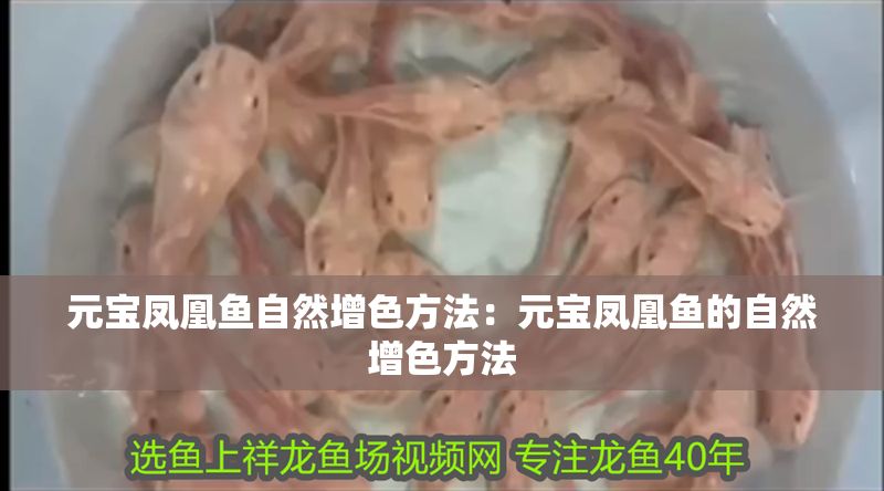 元寶鳳凰魚自然增色方法：元寶鳳凰魚的自然增色方法