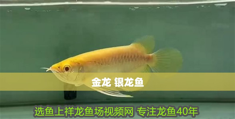 金龍 銀龍魚