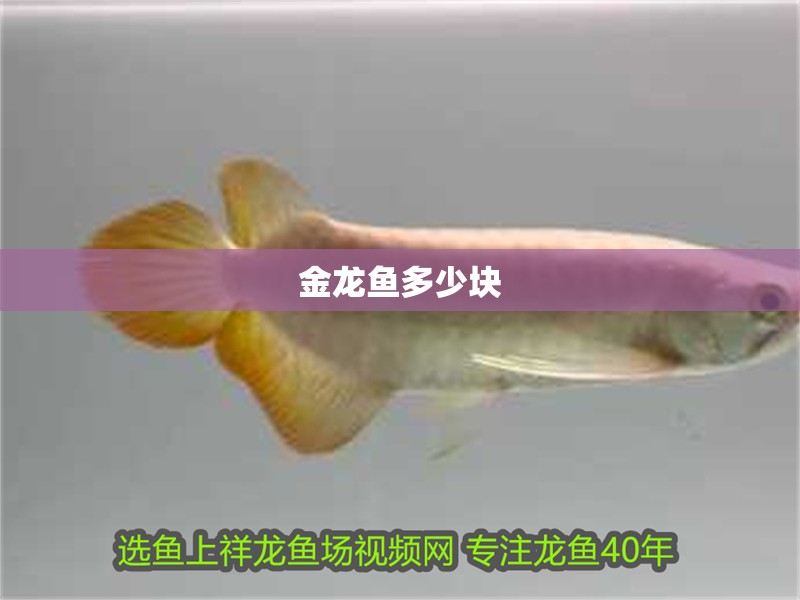 金龍魚多少塊