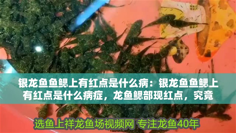 銀龍魚魚鰓上有紅點是什么病：銀龍魚魚鰓上有紅點是什么病癥，龍魚鰓部現紅點，究竟