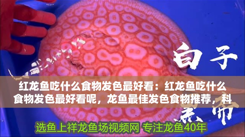 紅龍魚吃什么食物發(fā)色最好看：紅龍魚吃什么食物發(fā)色最好看呢，龍魚最佳發(fā)色食物推薦，科學(xué)喂養(yǎng)助力絢麗體色