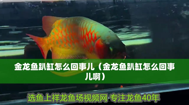 金龍魚趴缸怎么回事兒（金龍魚趴缸怎么回事兒啊）