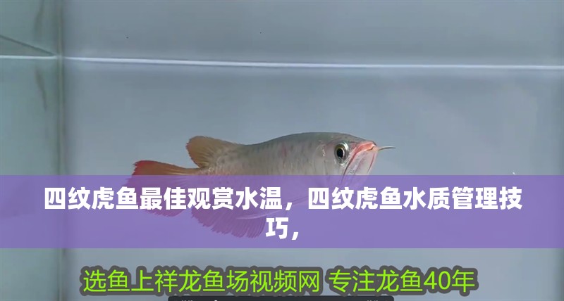 四紋虎魚最佳觀賞水溫，四紋虎魚水質管理技巧，