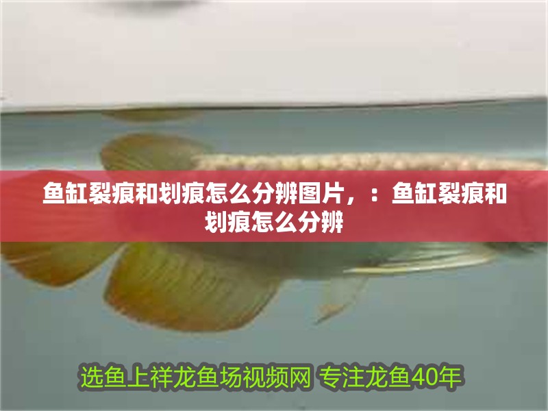魚缸裂痕和劃痕怎么分辨圖片，：魚缸裂痕和劃痕怎么分辨