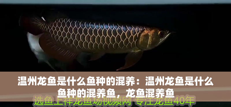 溫州龍魚是什么魚種的混養：溫州龍魚是什么魚種的混養魚，龍魚混養魚